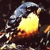 Kirtland's Warbler